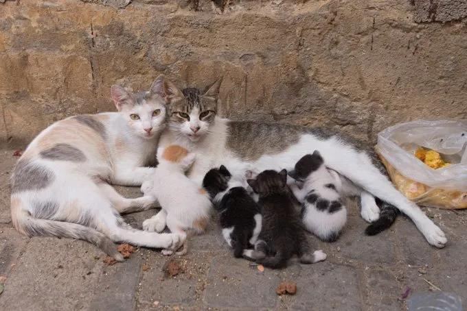 Antalya avlularına akıllı kedi mama kapları geliyor.